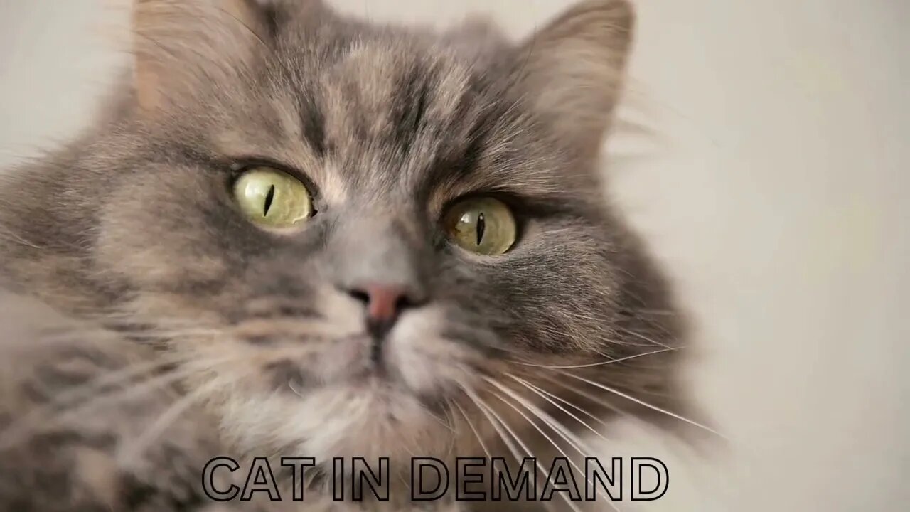 So many cute cats videos compilation 2023
