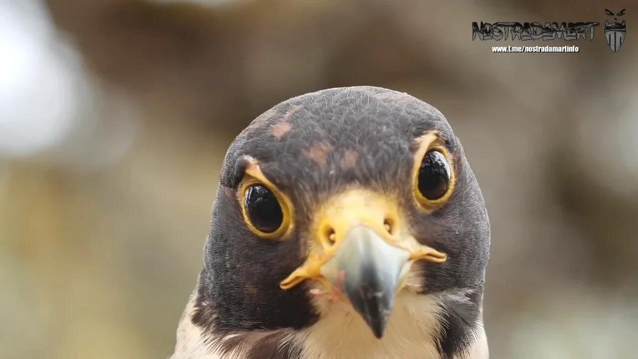 Intermède animalière - Faucon Pèlerin - Run Like Hell