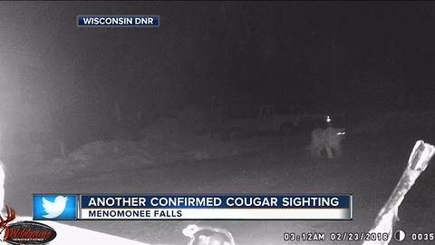 Cougar spotted in Menomonee Falls