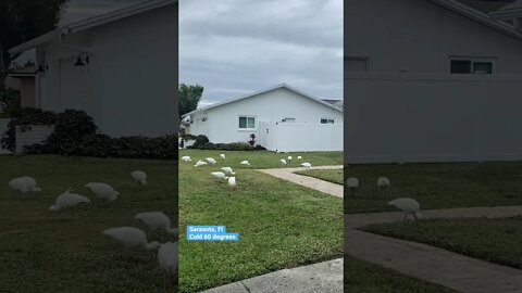 Birds Eating | Sarasota, Florida