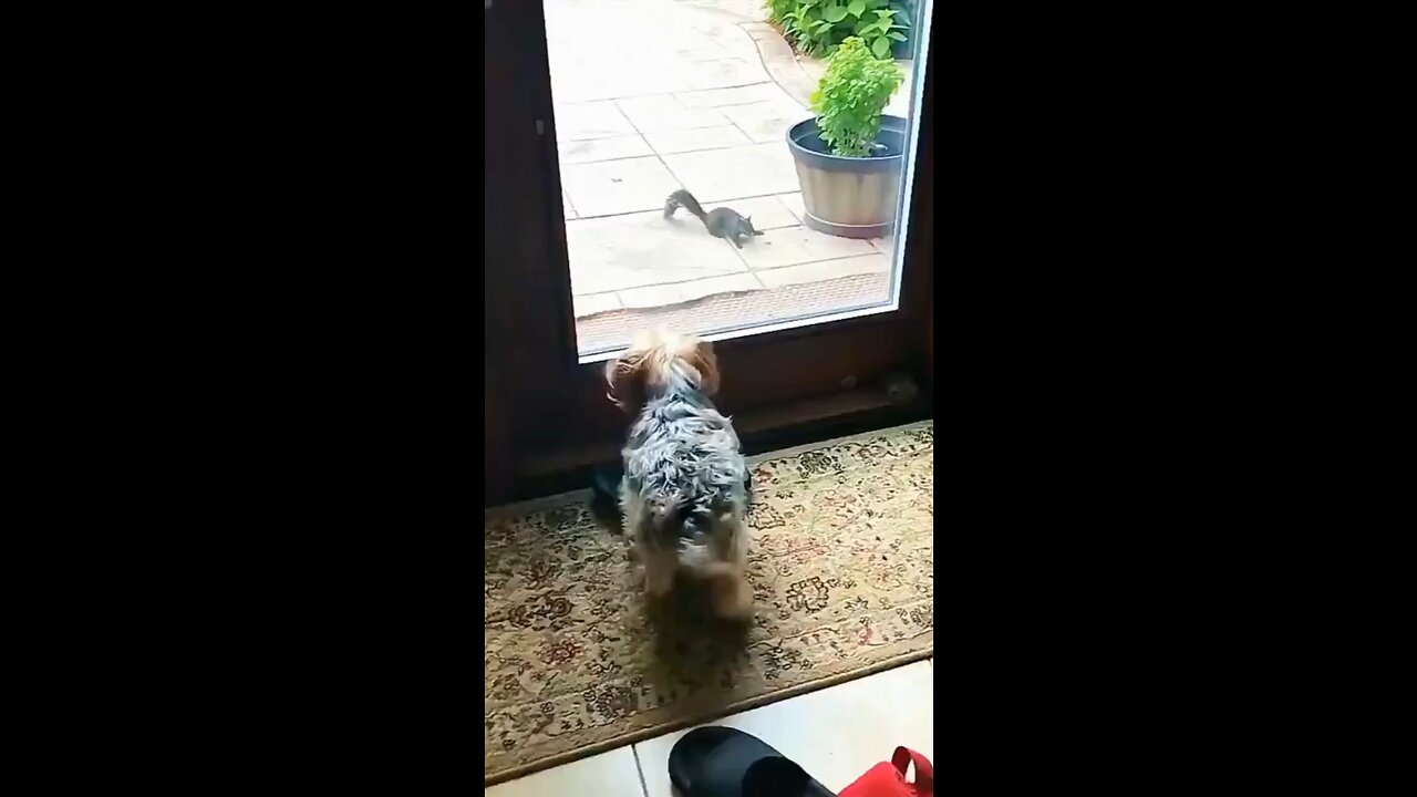 😂😂 Funny animal videos 😂🤣