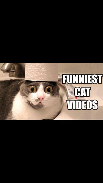 Funniest Cat Videos 🤣🤣Part #25