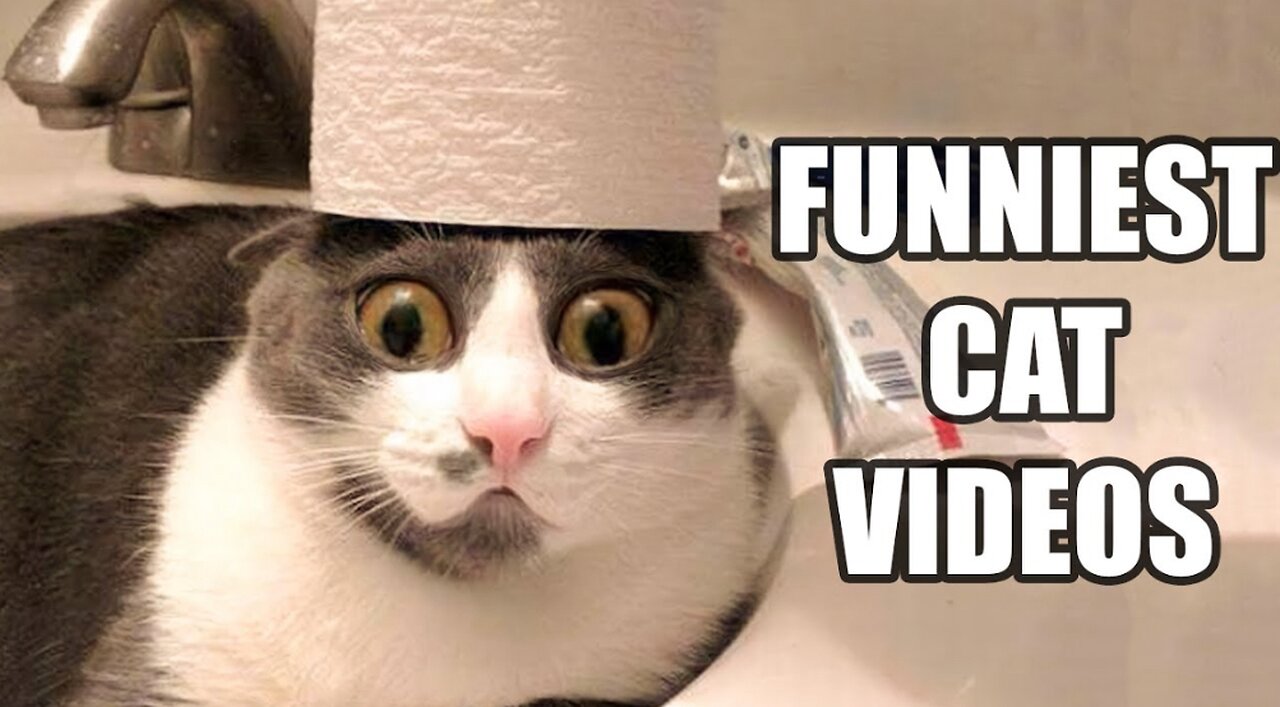 Funniest Cat Videos 🤣🤣Part #25