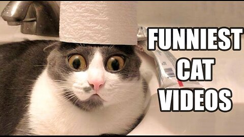 Funniest Cat Videos 🤣🤣Part #25
