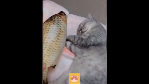 💗Cute And Funny Cat🤣 💗