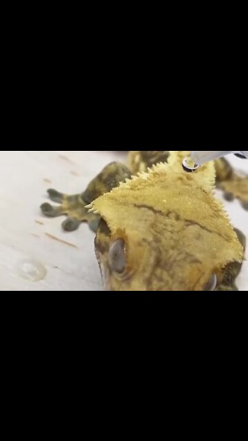 This gecko literally has waterproof skin