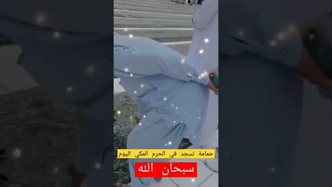 سبحان الله حمامة تسجد في الحرم المكي اليوم