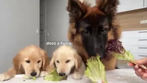 German Shepherd Reviews Food With Puppies