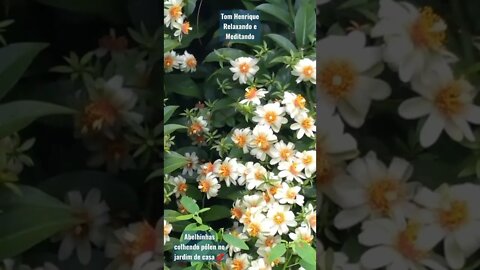 Vídeo maravilhoso, as belezas naturais, eu fiz no jardim da minha casa. #relax #meditar #descansar