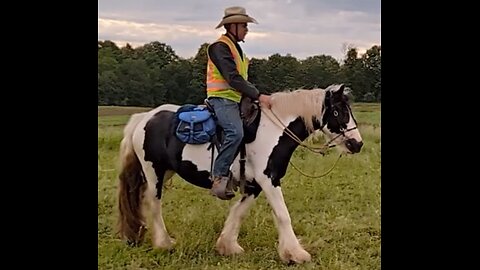 Nutmeg second session under saddle - second ride - 28 May 2024