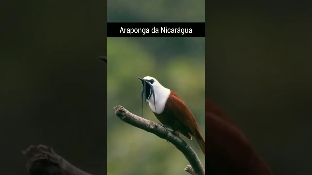 Espécies de Arapongas🐦