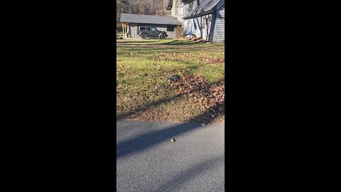 Up Close with an Owl: A Crazy Close Encounter in the Wild