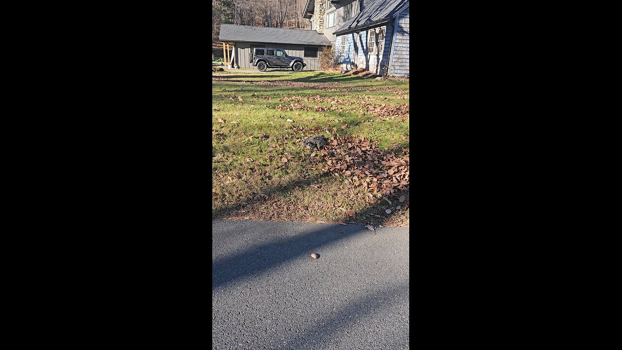 Up Close with an Owl: A Crazy Close Encounter in the Wild