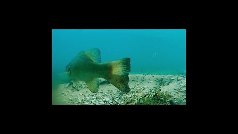 smallmouth in a clear lake