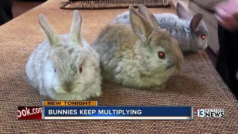 Las Vegas family needs help after bunnies multiply again and again