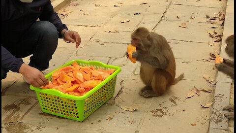 Feeding papaya to the wild monkey || monkey love papaya