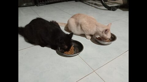 CATS LOVE ROMANTICS