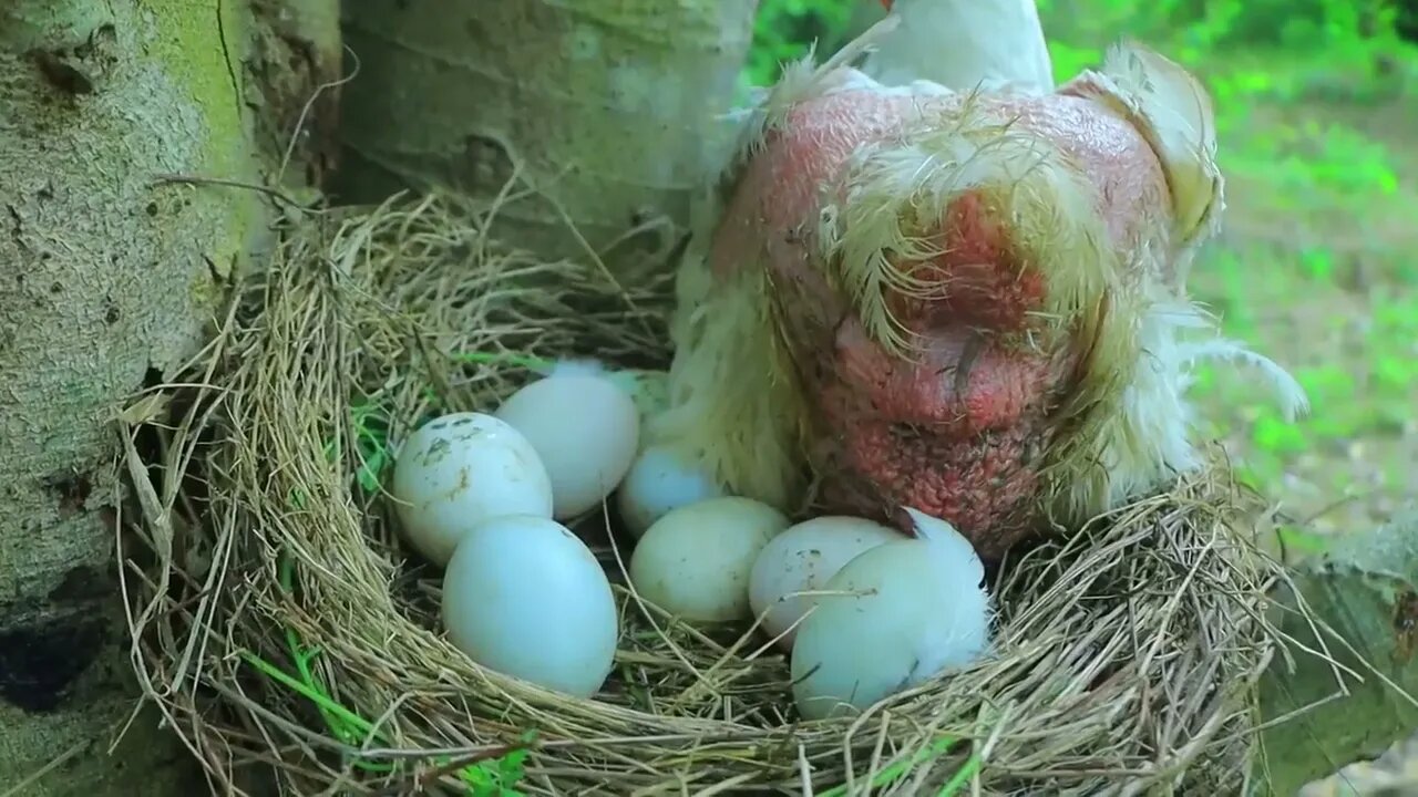 Take egg using banana tree and catch chicken | cook egg in tomatoes for -Eating delicious-6