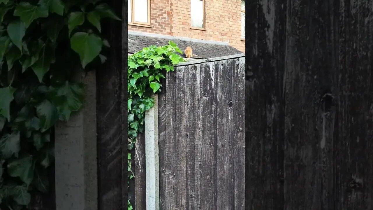 cat 🐈 on the roof enjoy the video and like and subscribe to my channel 😉