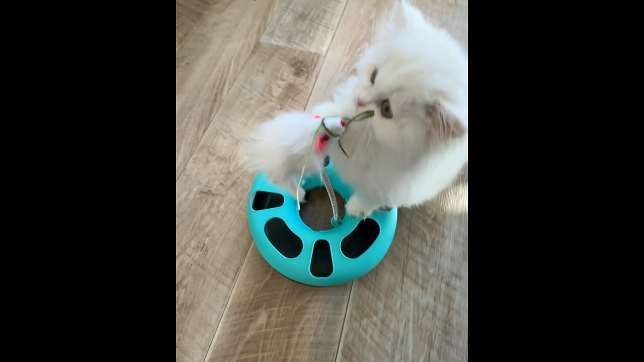 Kitten Playing With Toy