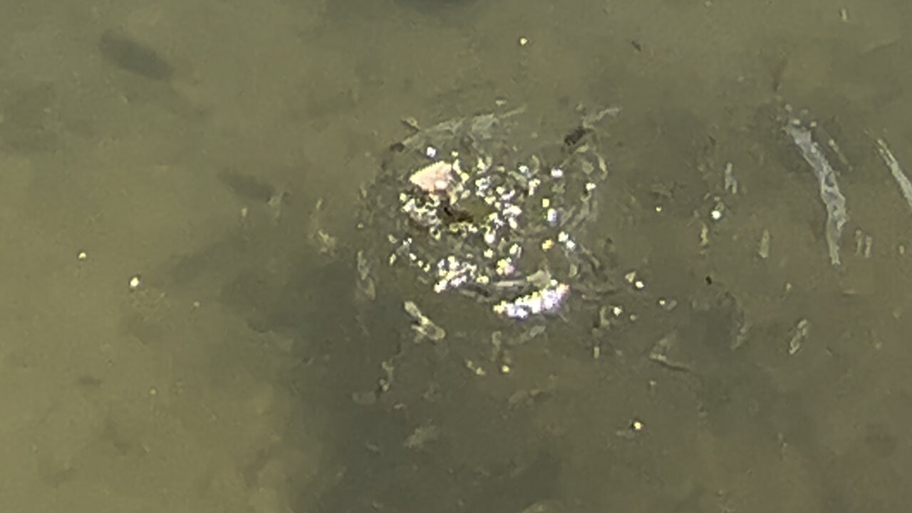 Free for all feeding time 😊