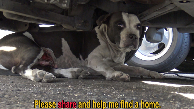 Pit Bull with bleeding tumors surrenders to rescuer and then gives him a kiss :-)