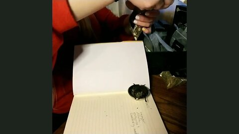 How to Create Your Own Spell and Sell It $25
