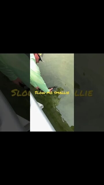 Slo Mo Smallie #smallmouth #snakeriver #idaho #fishing #bass #shorts