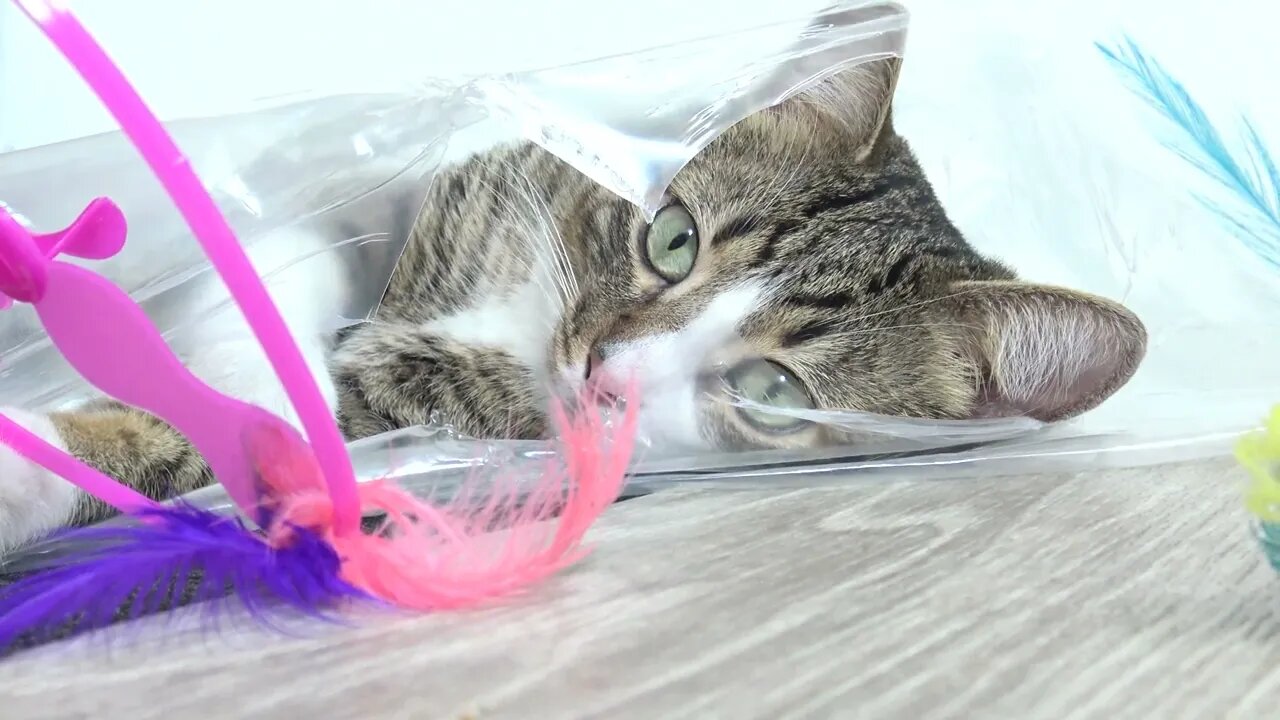 Funny Cat Plays from a Plastic Bag