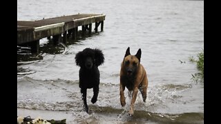 Malinois and poodle work together in rough water.