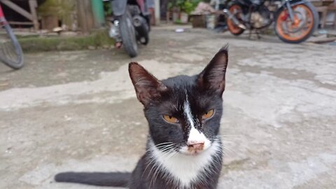 Handsome Cat
