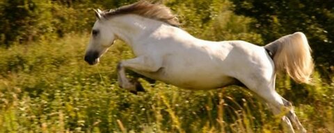 horse playing