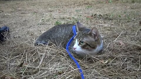 A Cat Sits in the Hay