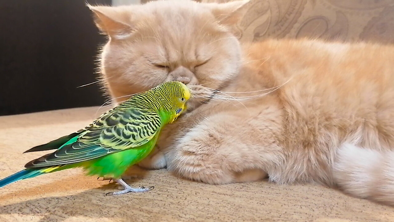 Sleeping Cat Totally Ignores Pesky Parrot