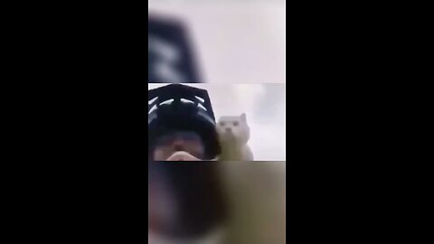 Funny cat