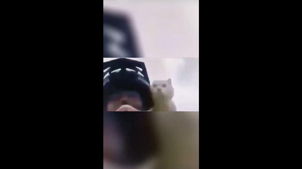 Funny cat