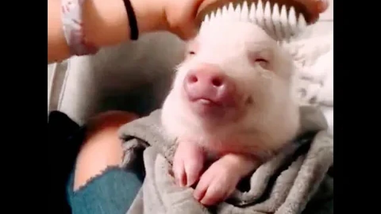 happy pig