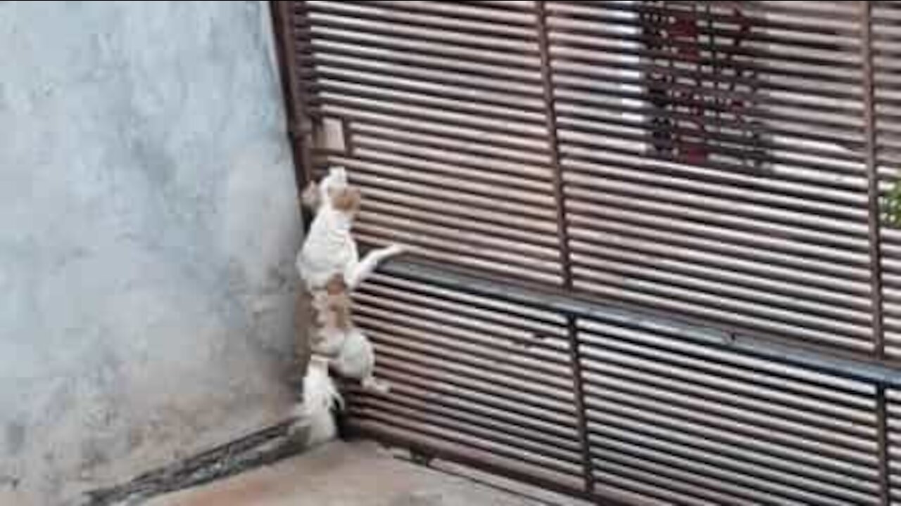 Cão foge de casa por buraco improvável