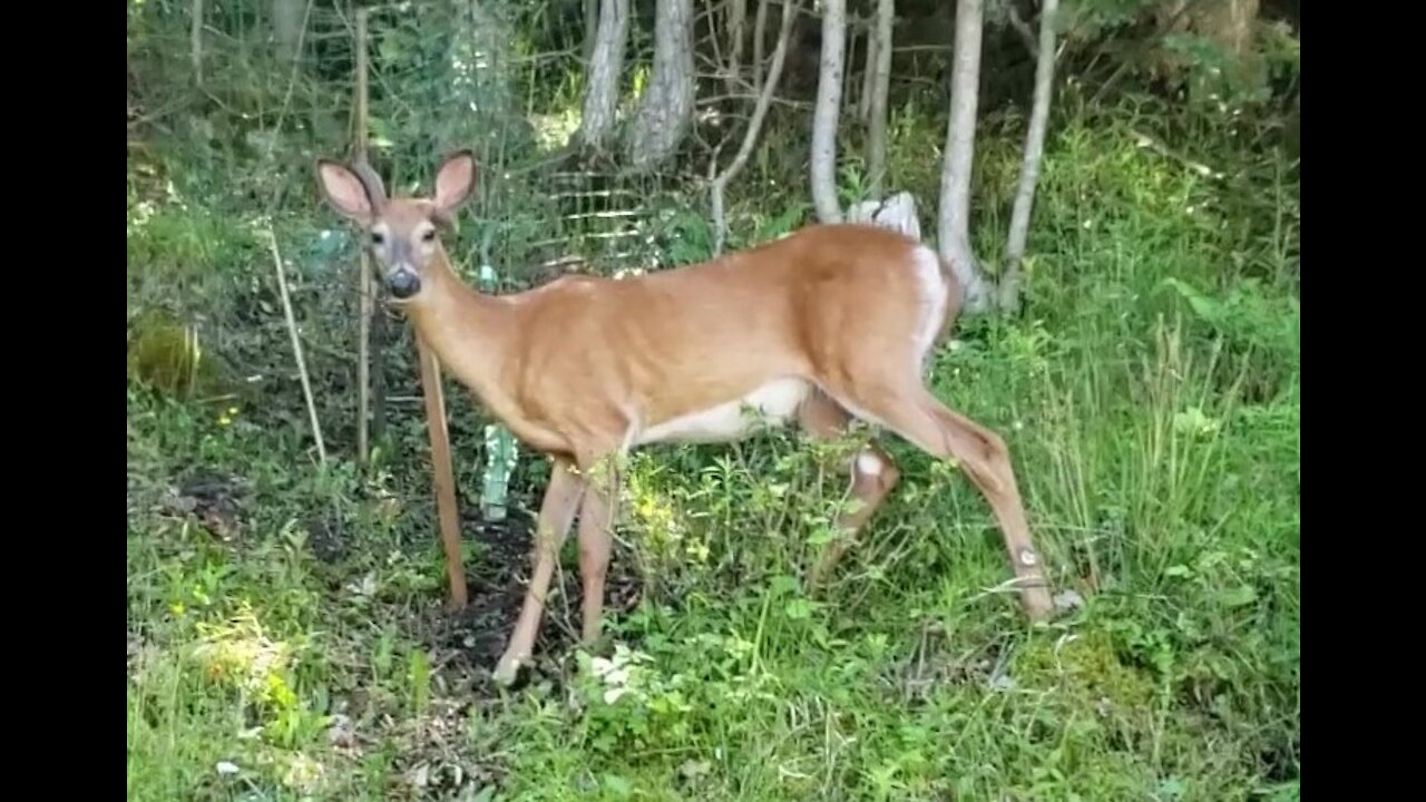 Young Buck has a Deformed Antler