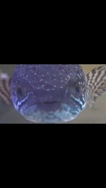 Channa fish is very big