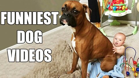 Super Funny Dog Videos Try not to laugh hard.