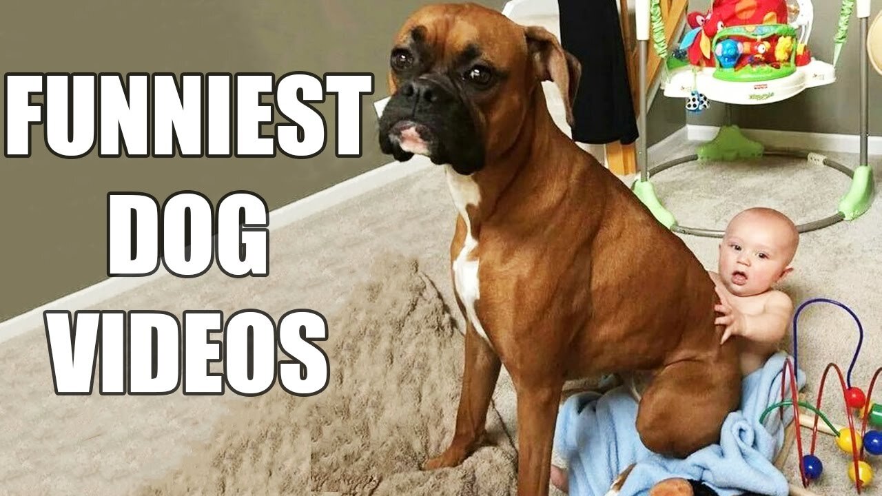 Super Funny Dog Videos Try not to laugh hard.