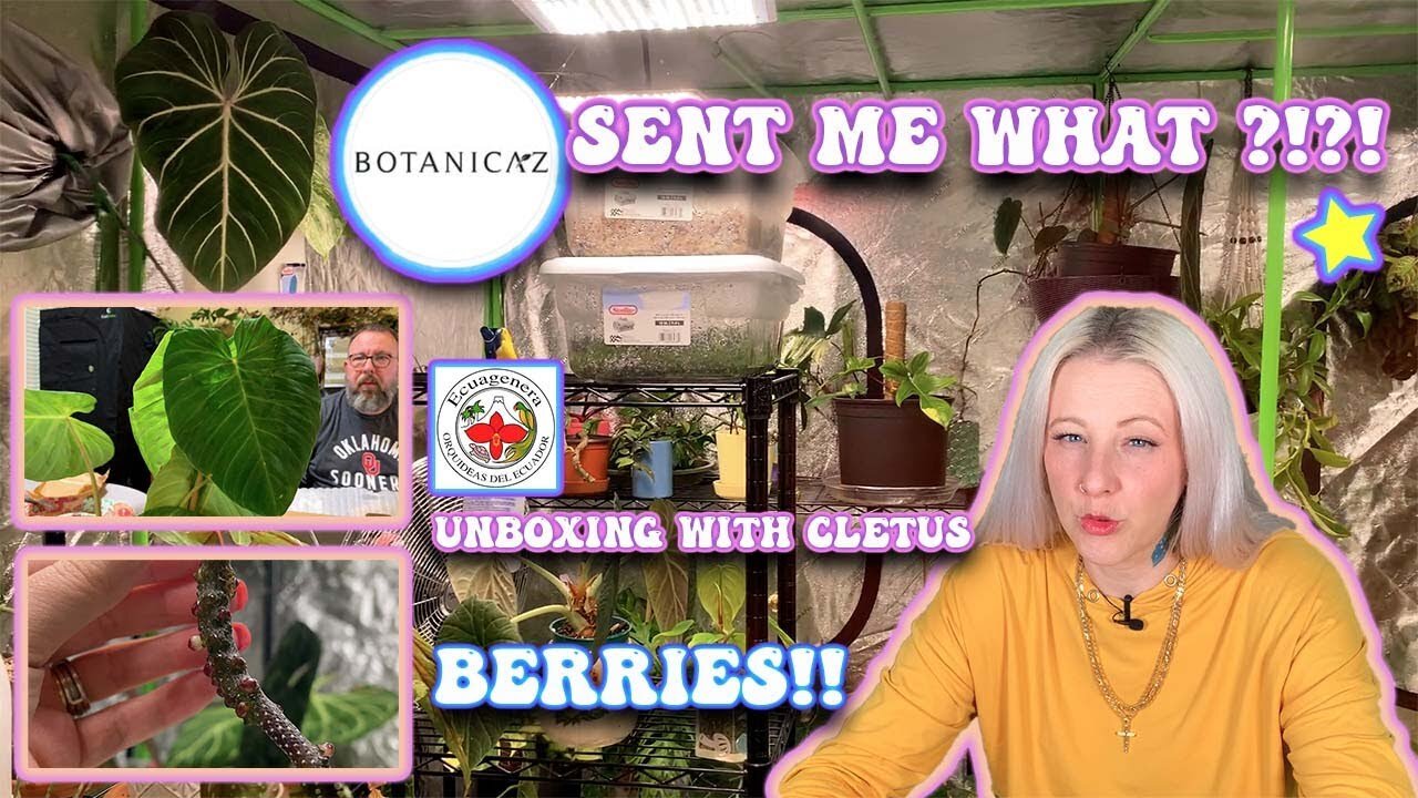 Rare Houseplant Unboxing From Botanicaz and Ecuagenera! | Plus, I Planted Some Anthurium Berries.