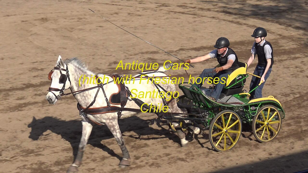 Antique Cars hitch with Friesian horses in Santiago, Chile