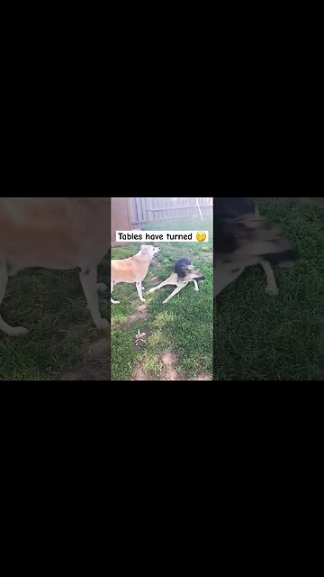 Maple 9 Weeks To Now #foryou #shorts #dog #doggo