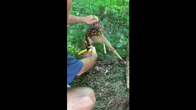 Baby deer heroically rescued from fence