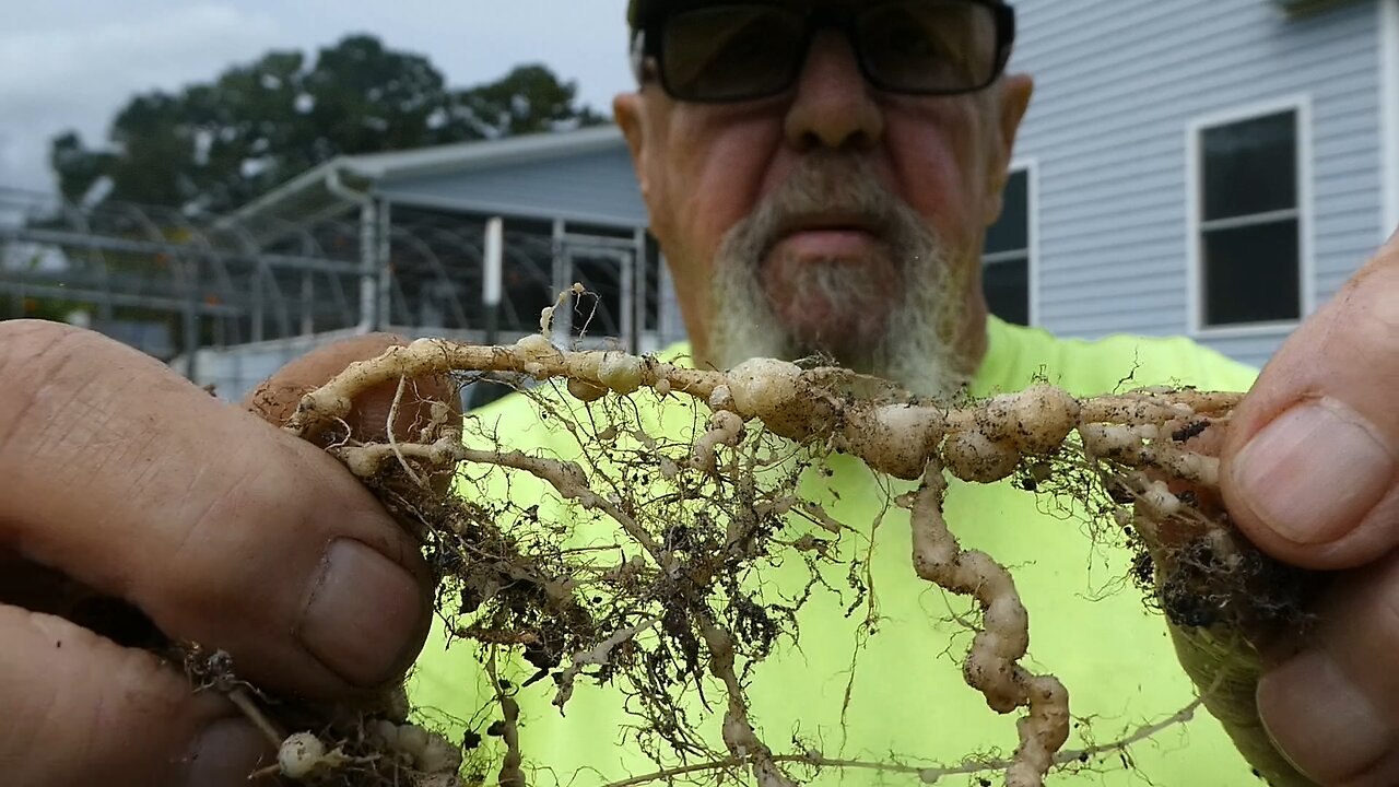 Root Knot Nematodes