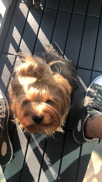Cute Yorkie