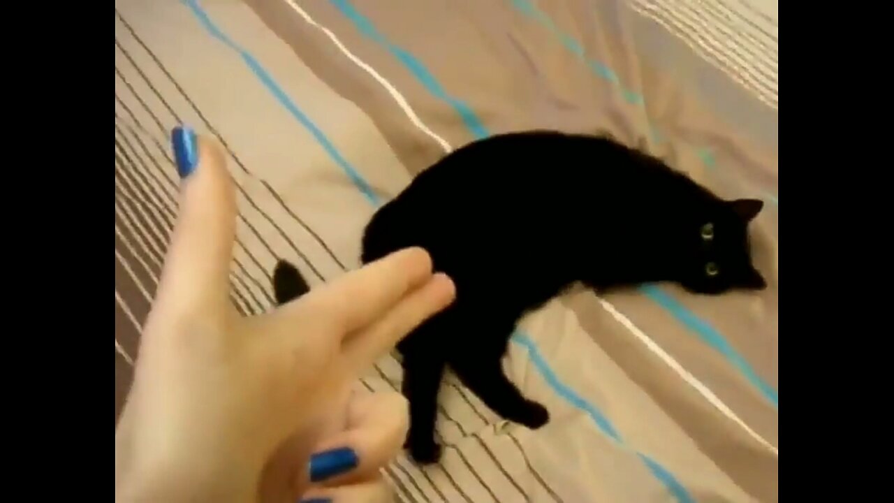 Funny Cat versus Gun - Funny Animals Playing Dead in Finger Shot Compilation - Animal Gags