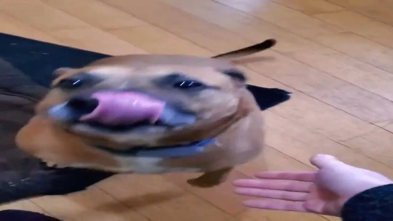 happy doggo is excited.